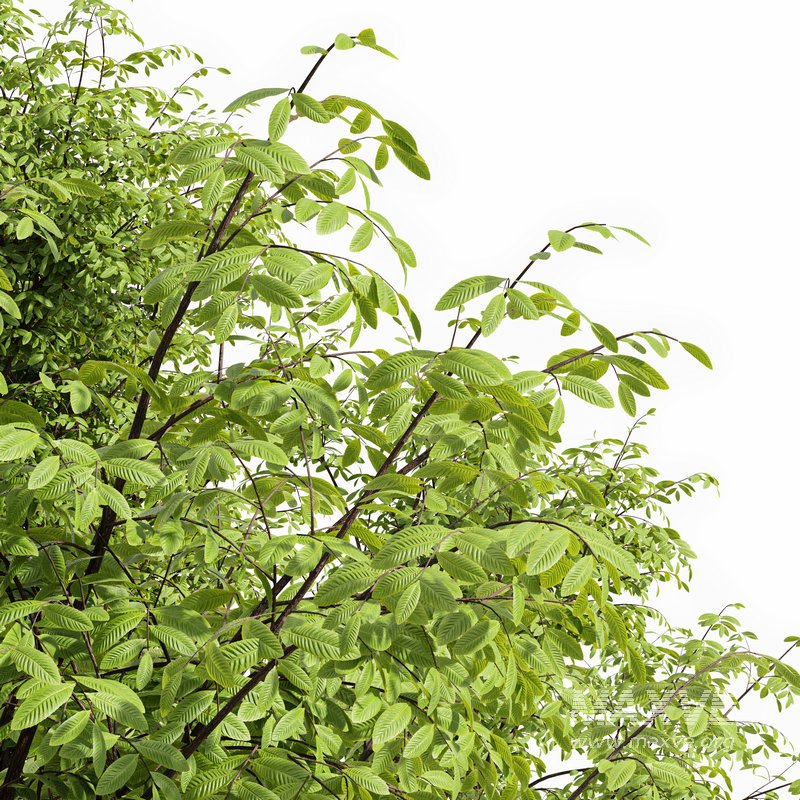 Real tree quercus serrata - Image 3