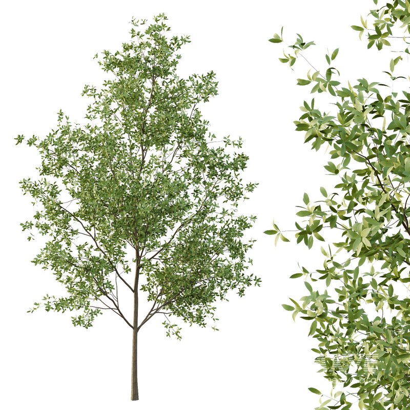 fraxinus excelsior Tree09 - Image 7