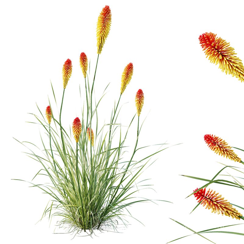 HQ Plants Kniphofia Caulescens Poco Tritoma Hot Poker Orange Yellow Red - Image 1