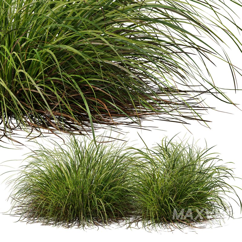 Carex Elata Aurea Grass and Molinia Caerulea - Image 4