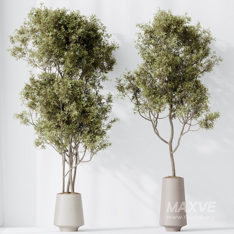 Indoor plants set 117 Bonsai Pinus Pentaphylla Thunbergii and Mission Kalamata Wilsonii Olive - Image 3