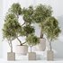 Indoor plants set 119 Olive Artificial Olivo Olea Tree and Mission Kalamata Wilsonii Chemlali Olive - Thumbnail 1