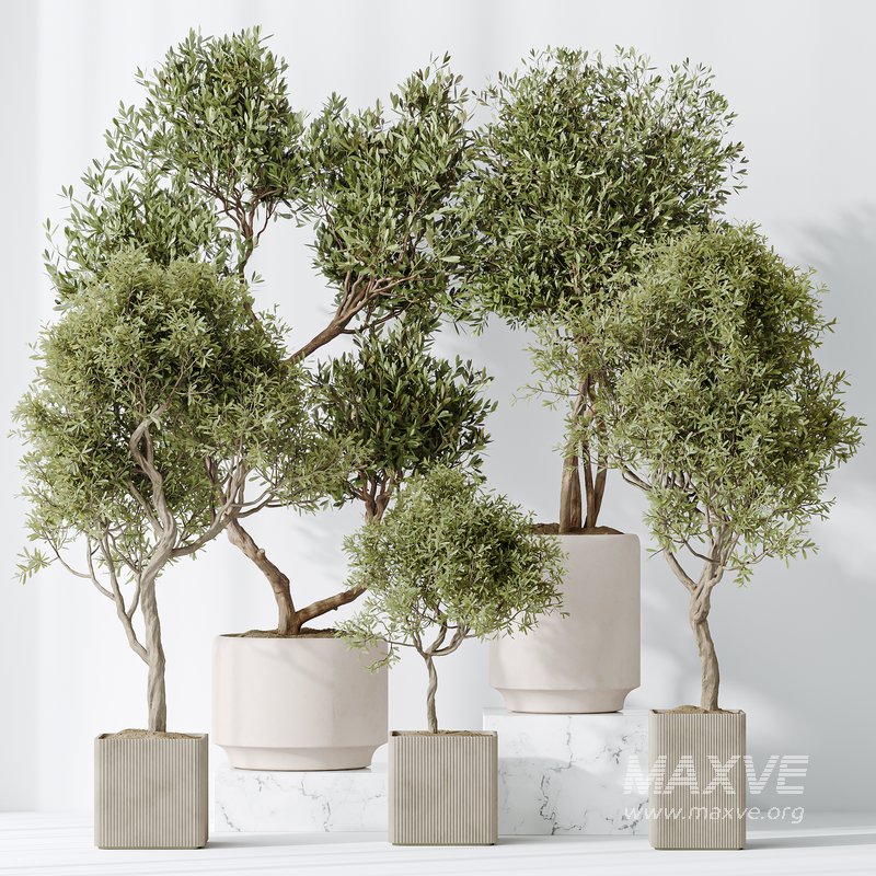 Indoor plants set 119 Olive Artificial Olivo Olea Tree and Mission Kalamata Wilsonii Chemlali Olive - Image 1