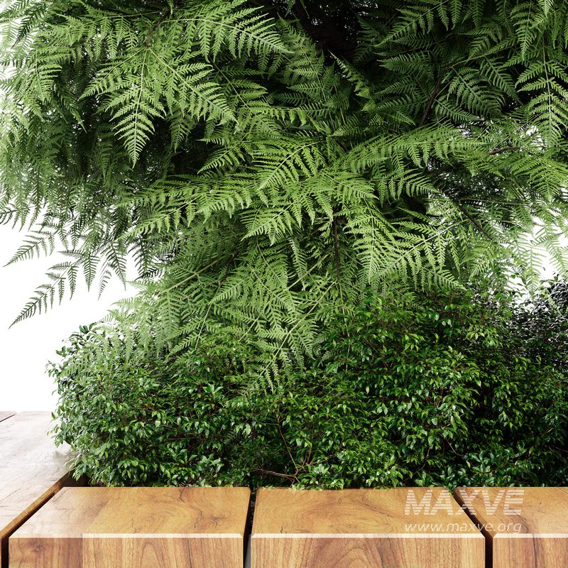 Slender Hinoki Cypress Tree Narrow Trees for Small Yards - Image 5