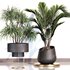 PALM PLANT SET 02 - Thumbnail 2