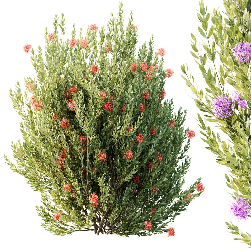 HQ Plants Ixora Jasmine Gardens Chinese Dwarf Coccinea Red Yellow Blue - Image 6