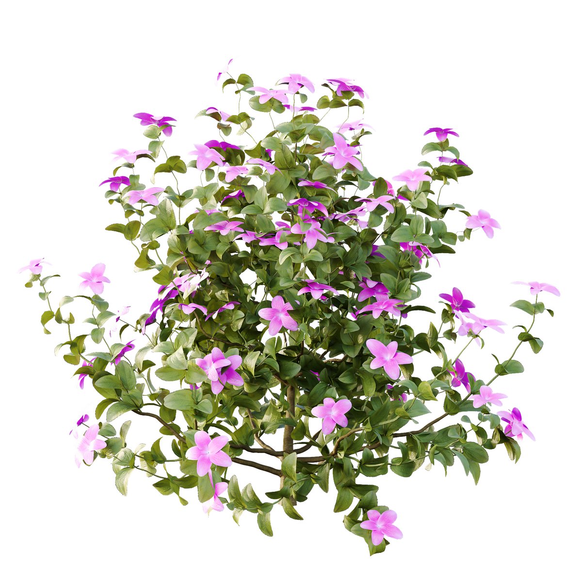 Tibouchina Semidecandra Bush 04 - Image 2