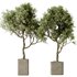 Indoor plants set 113 Mission Olive Tree and Mission Kalamata Wilsonii Chemlali Olive - Thumbnail 2