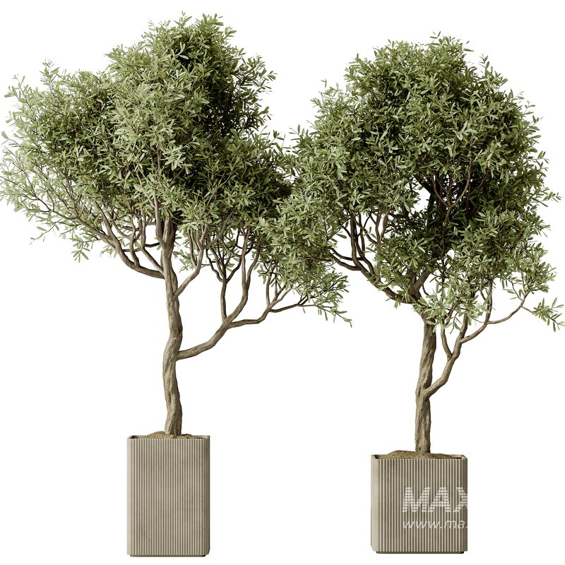 Indoor plants set 113 Mission Olive Tree and Mission Kalamata Wilsonii Chemlali Olive - Image 2