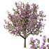 Tibouchina Semidecandra Tree04 - Thumbnail 2