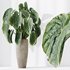 Indoor plants set 120 Cunjevoi Alocasia Jardin Brisbanensis and Mission Kalamata Olive - Thumbnail 5