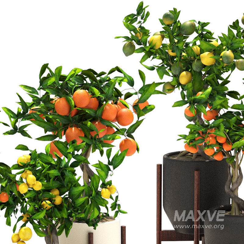 Collection of plants 002 lemons and oranges trees - Image 4