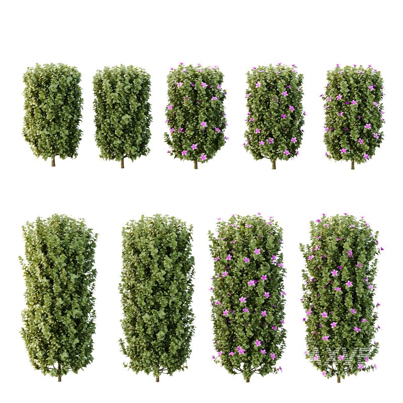 Tibouchina Semidecandra Bush 06 - Image 4