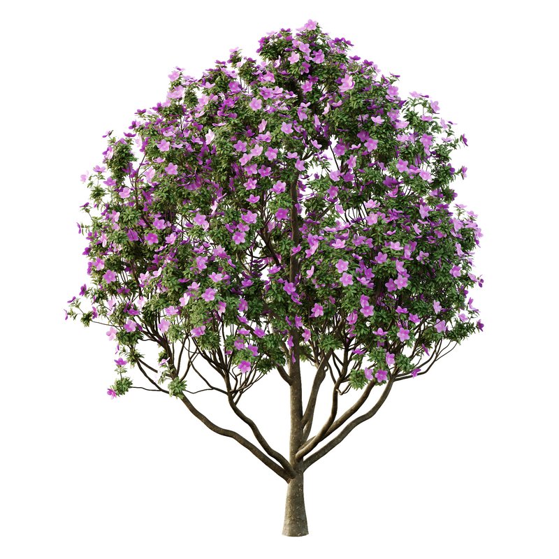 Tibouchina Semidecandra Tree10 - Image 3