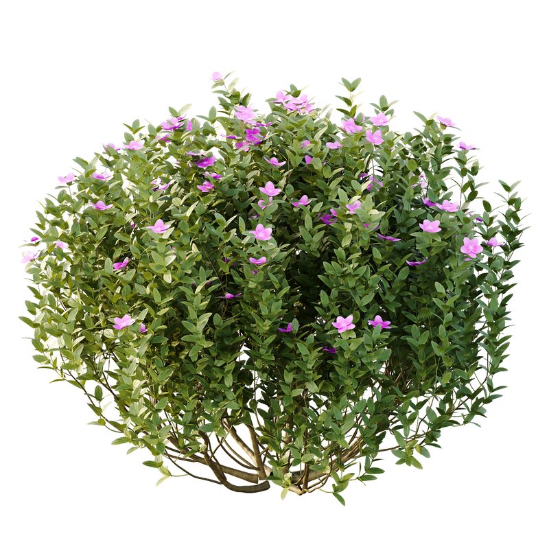 Tibouchina Semidecandra Bush 02 - Image 4