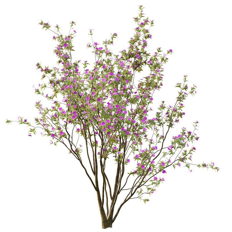 Tibouchina Semidecandra Tree02 - Image 3