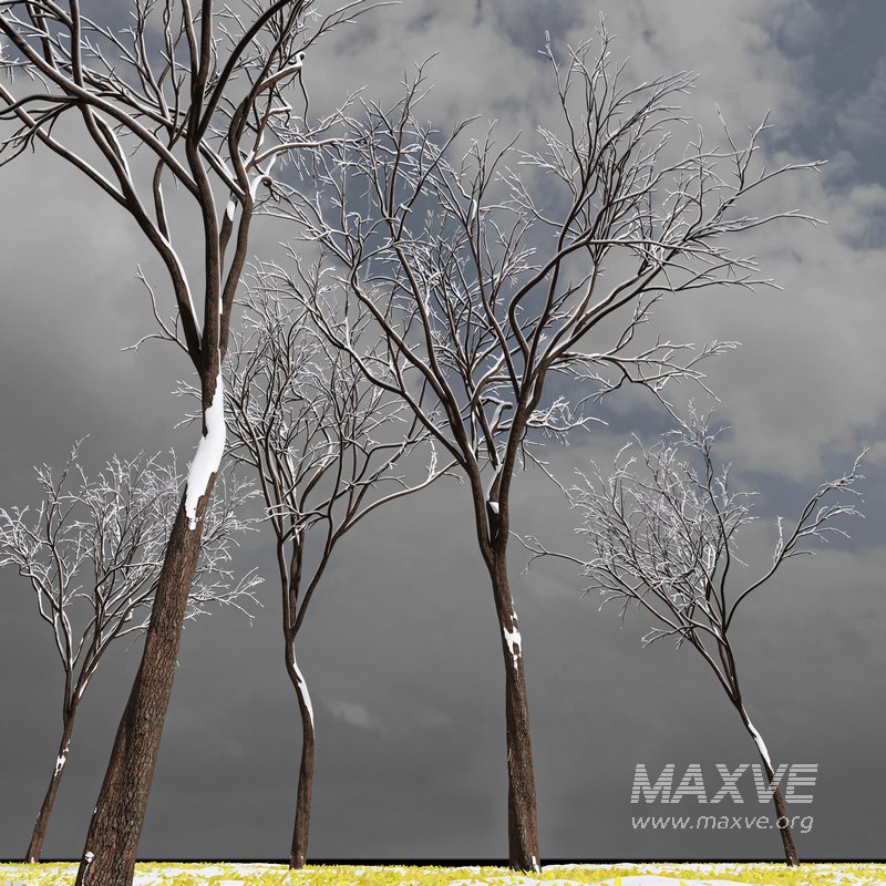 Real Tree Ulmus changii Winter - Image 3