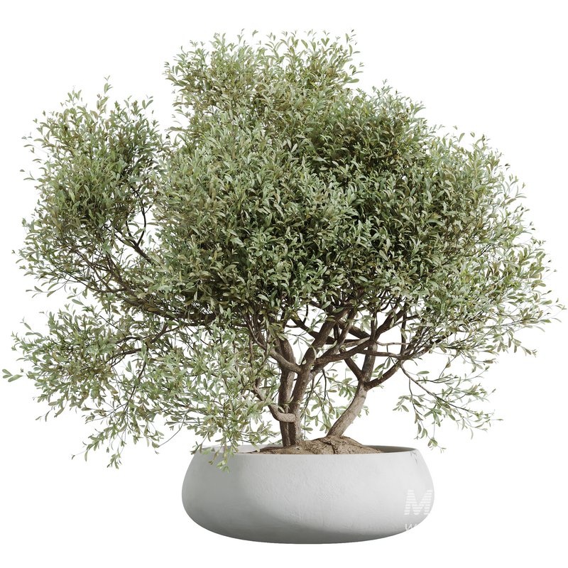 HQ HousePlants Mission Kalamata Leccino Arbequina Wilsonii Chemlali Olive Set48 - Image 4