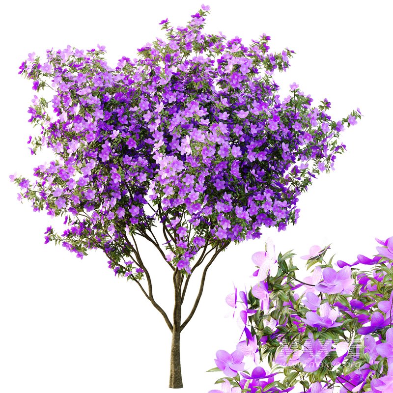 Tibouchina Semidecandra Tree03 - Image 2