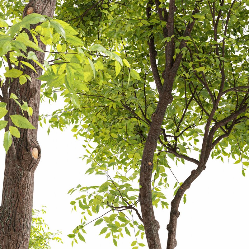 Real tree ulmus changii - Image 3