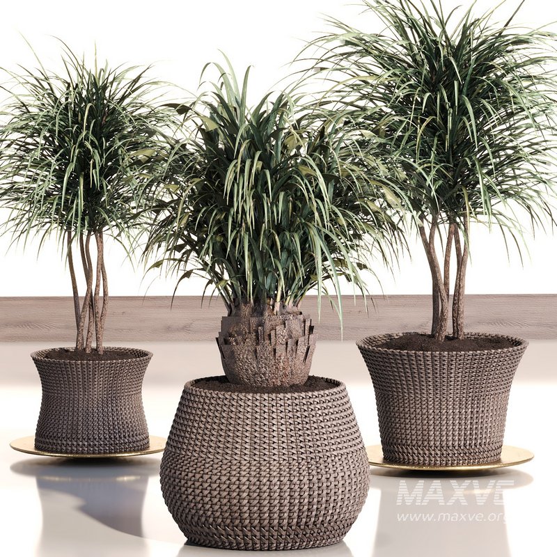 PALM PLANT SET 02 - Image 3