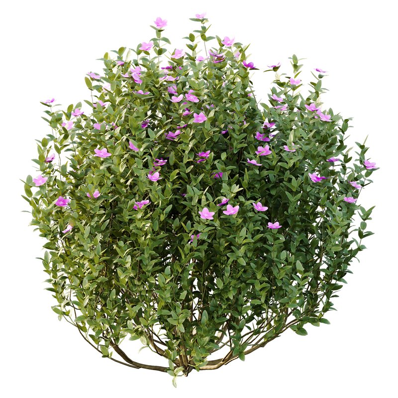 Tibouchina Semidecandra Bush 02 - Image 3