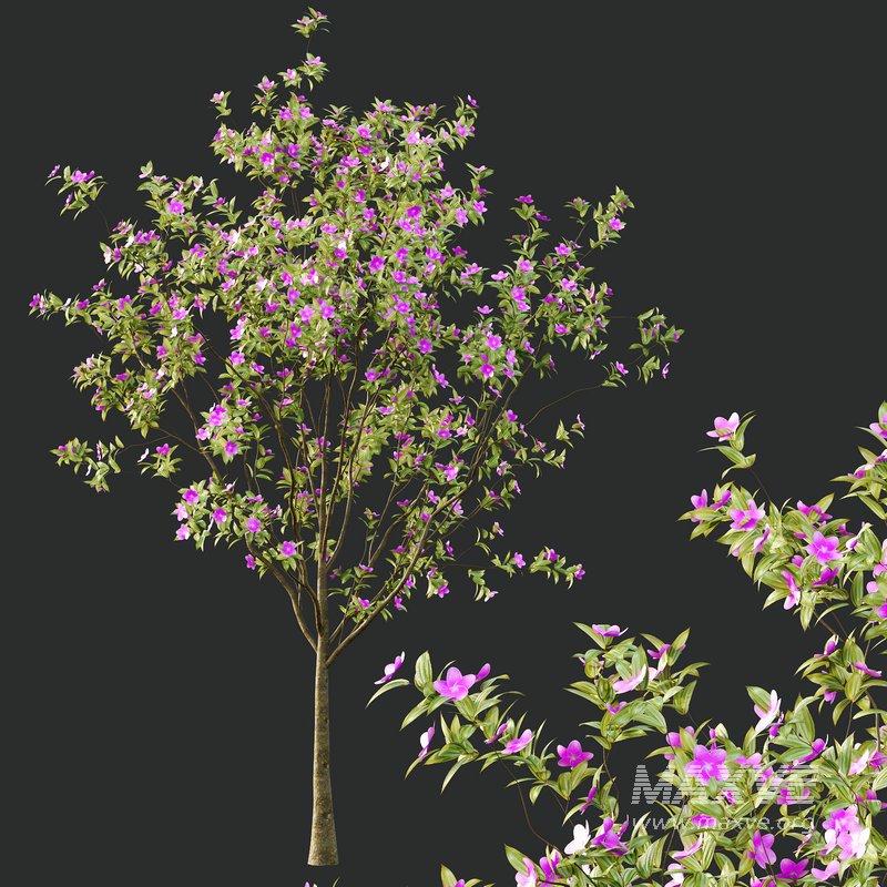 Tibouchina Semidecandra Tree02 - Image 5