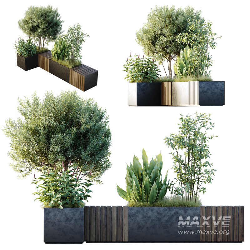 HQ Outdoor Plants Wilsonii Chemlali Olive Bench Set011 - Image 3
