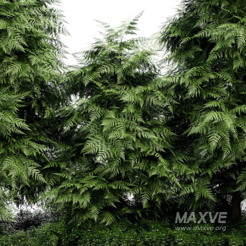 Slender Hinoki Cypress Tree Narrow Trees for Small Yards - Image 4