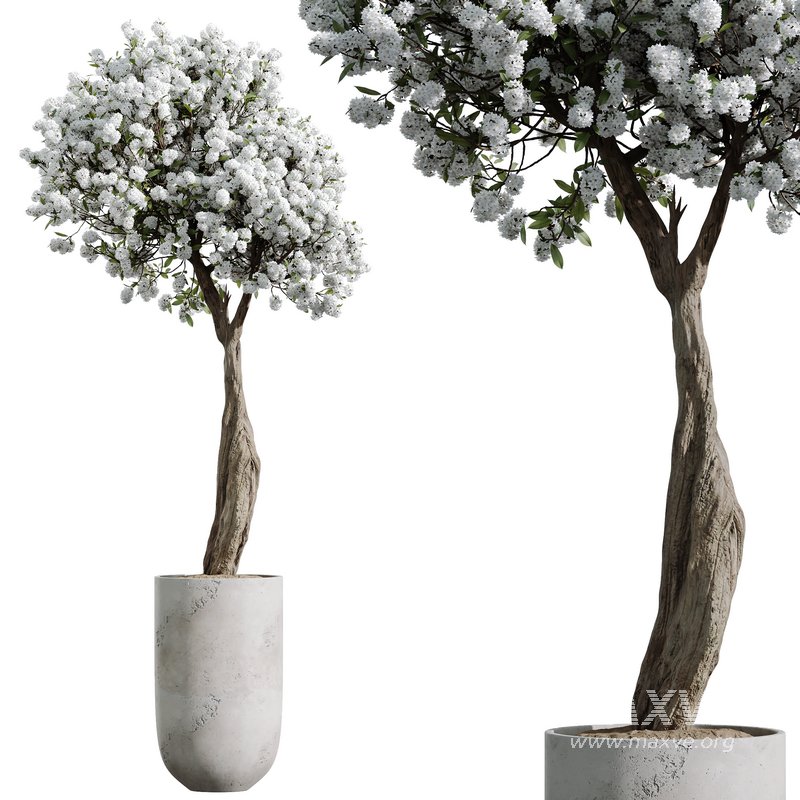 HQ HousePlants Tropez Planter Cherry Blossom Decorative Tree - Image 3