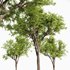 Real tree quercus serrata - Thumbnail 4
