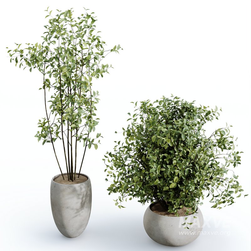 HQ HousePlants Beech Olea Europaea Olive Eucalyptu Joyplants Mini Fig Set02 - Image 4