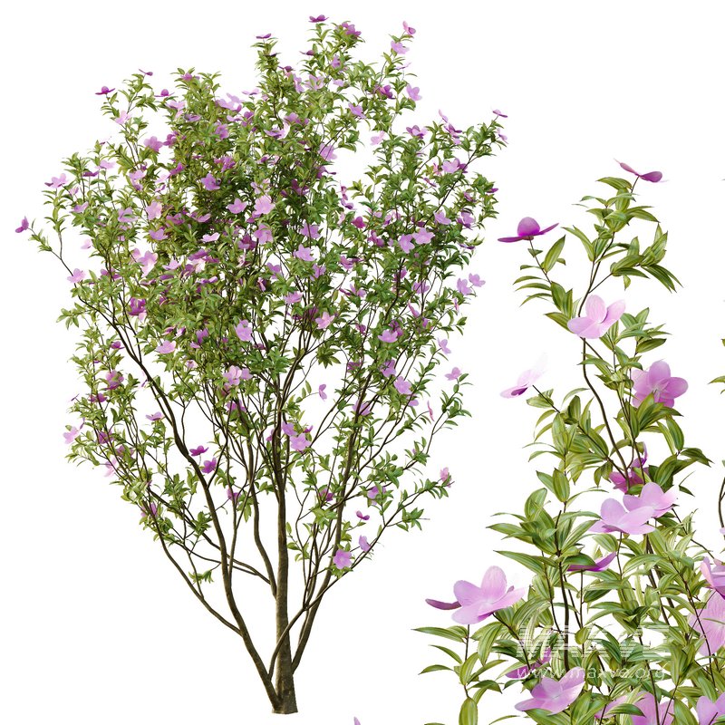 Tibouchina Semidecandra Tree06 - Image 2