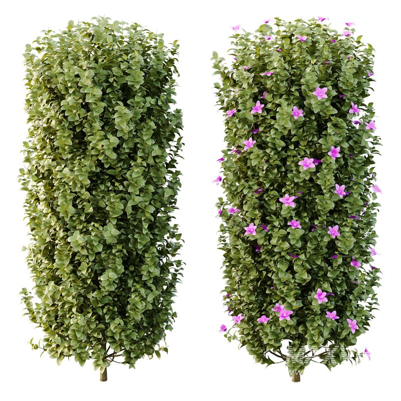 Tibouchina Semidecandra Bush 06 - Image 6