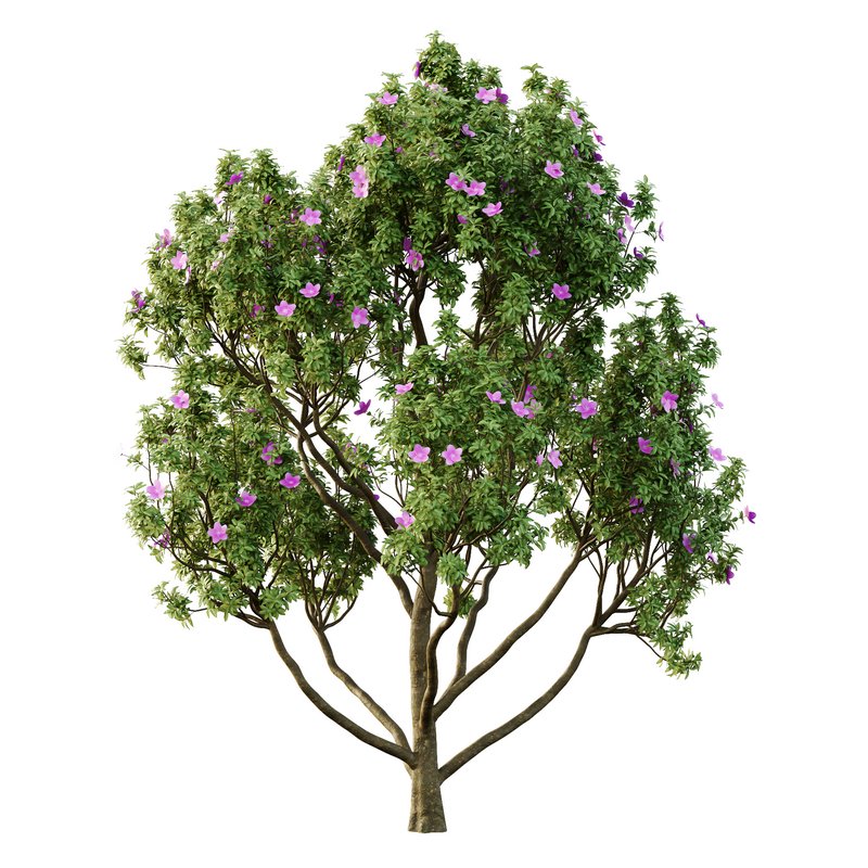 Tibouchina Semidecandra Tree11 - Image 1