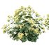 HQ Plants Alchemilla Mollis Vulgaris Flower Charming Lady Mantle - Thumbnail 4