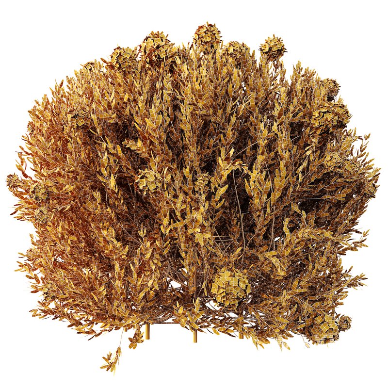 HQ Plants Ixora Jasmine Gardens Chinese Dwarf Coccinea Red Yellow Box - Image 3