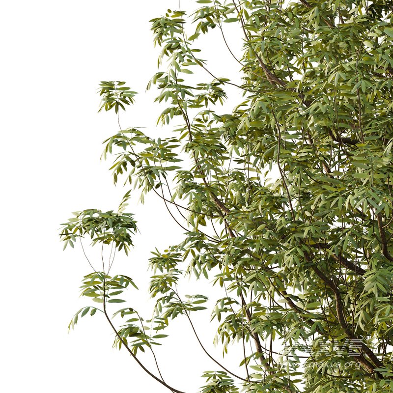 fraxinus excelsior Tree10 - Image 4