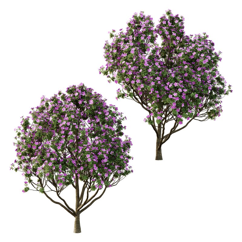 Tibouchina Semidecandra Tree10 - Image 4