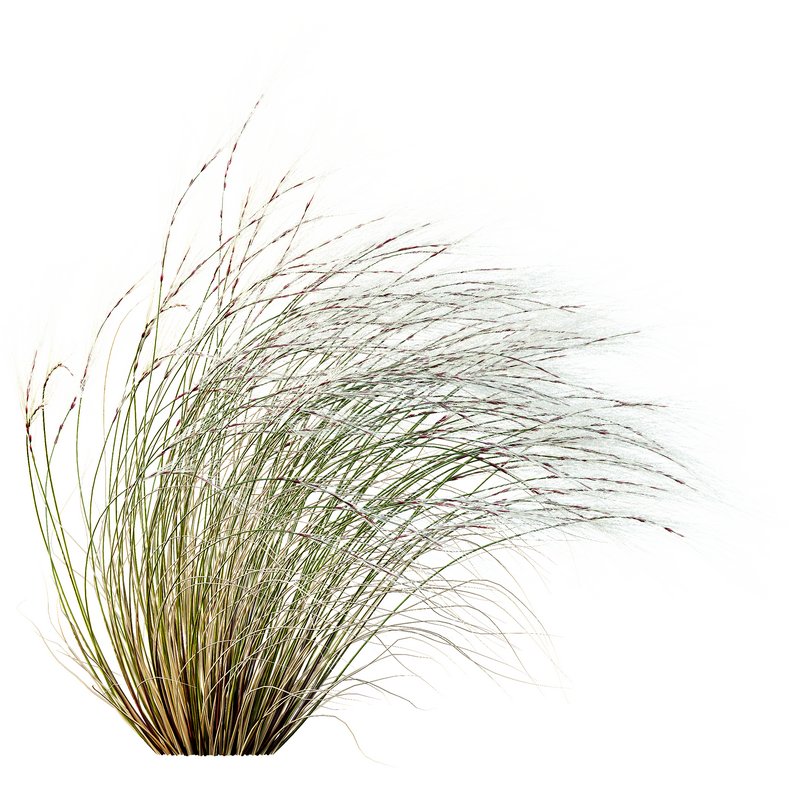 Stipa Tenuissima Ostnica Mocna Pony Tails and Molinia Caerulea Heidebraut Kleines Pfeifengras - Image 7