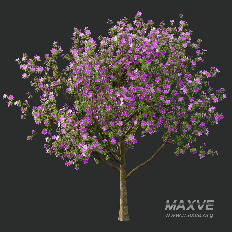 Tibouchina Semidecandra Tree04 - Image 3