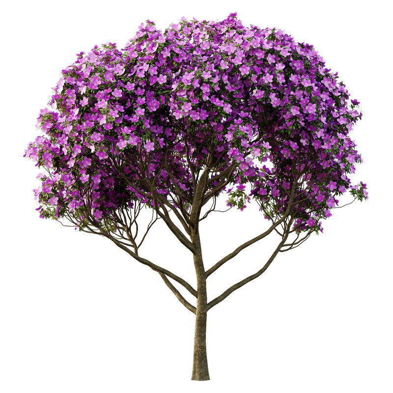 Tibouchina Semidecandra Tree05 - Image 1