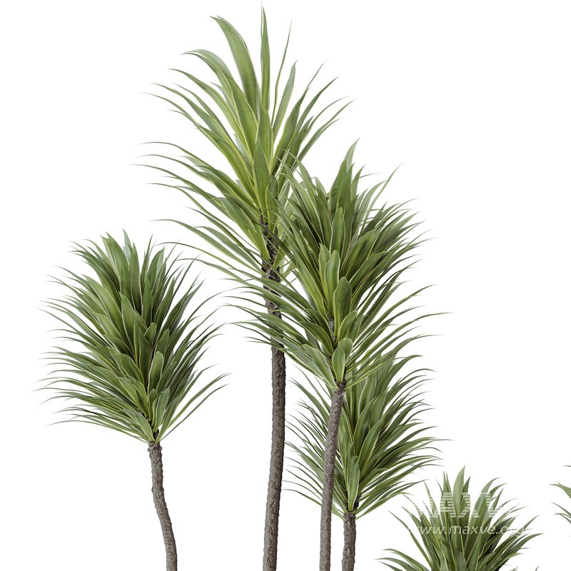 Indoor plants set 114 Spineless Yucca and Ravenala Banana Strelitzia - Image 4