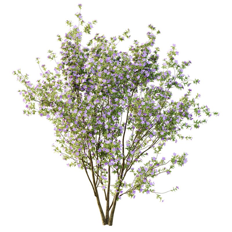 Tibouchina Semidecandra Tree01 - Image 1