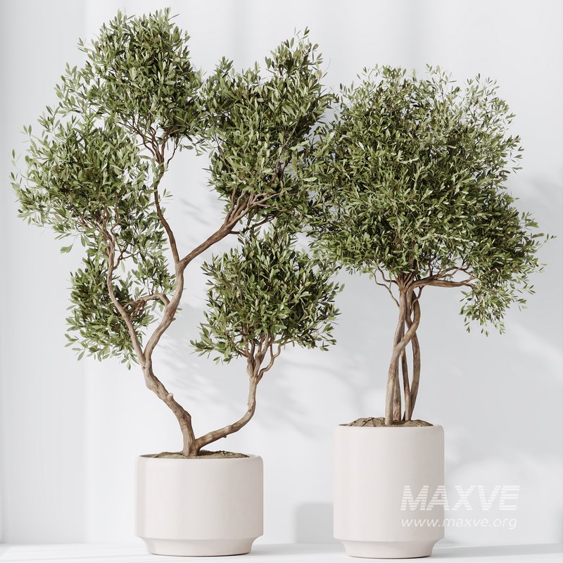 Indoor plants set 119 Olive Artificial Olivo Olea Tree and Mission Kalamata Wilsonii Chemlali Olive - Image 7