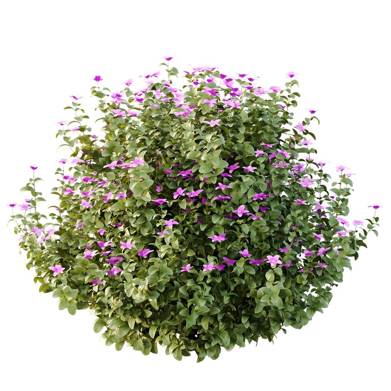 Tibouchina Semidecandra Bush 05 - Image 6