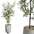 HQ HousePlants Beech Olea Europaea Olive Eucalyptu Joyplants Mini Fig - Thumbnail 4
