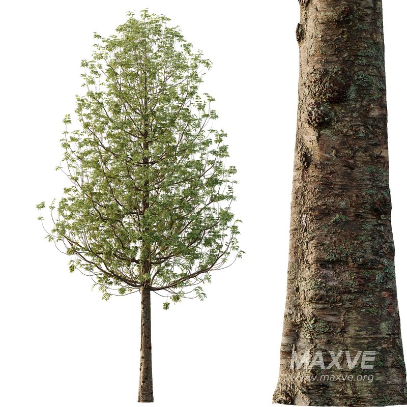 fraxinus excelsior Tree11 - Image 4