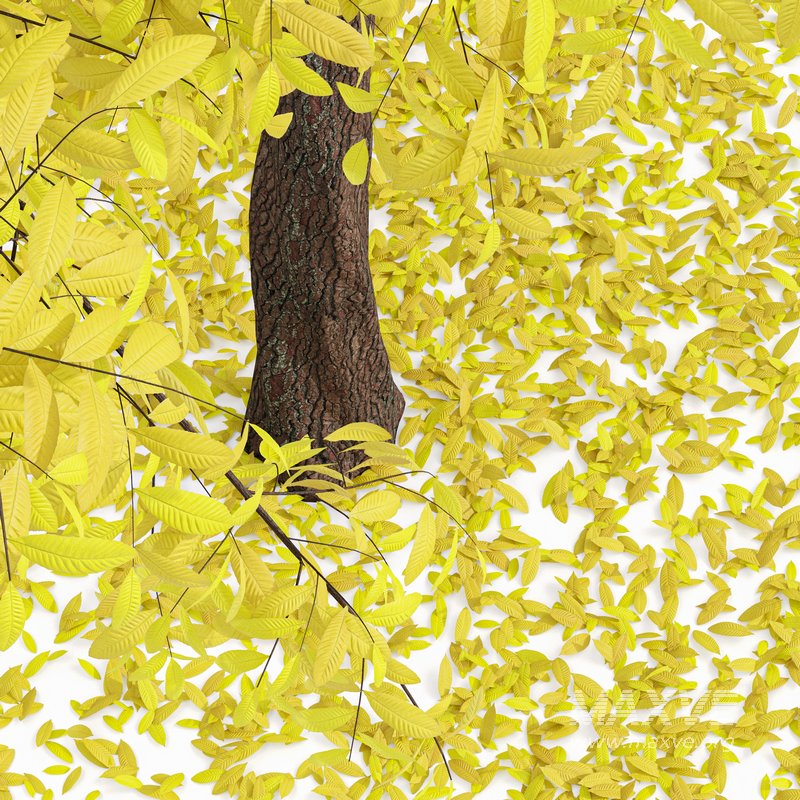 Real Tree Quercus Serrata Fall - Image 3