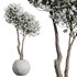 HQ HousePlants Tropez Planter Cherry Blossom Decorative Tree02 - Thumbnail 1